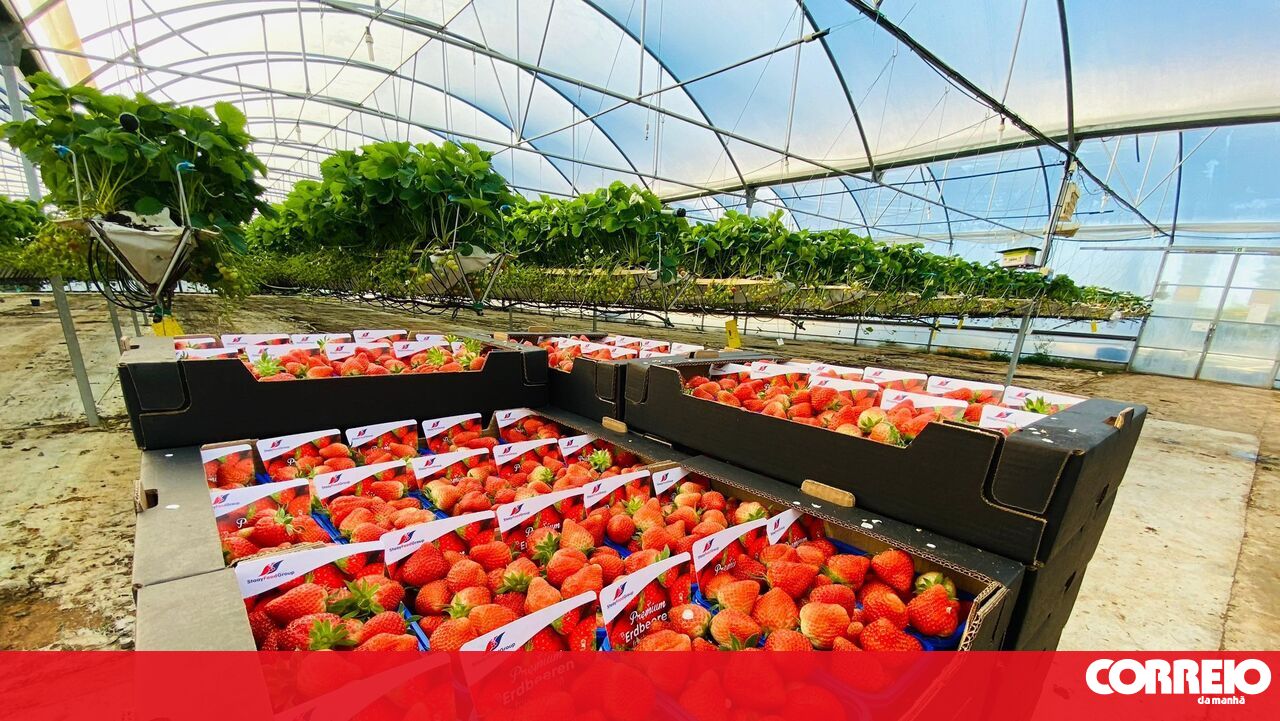 20 toneladas de morangos no Algarve são usadas para lixo – sociedade
