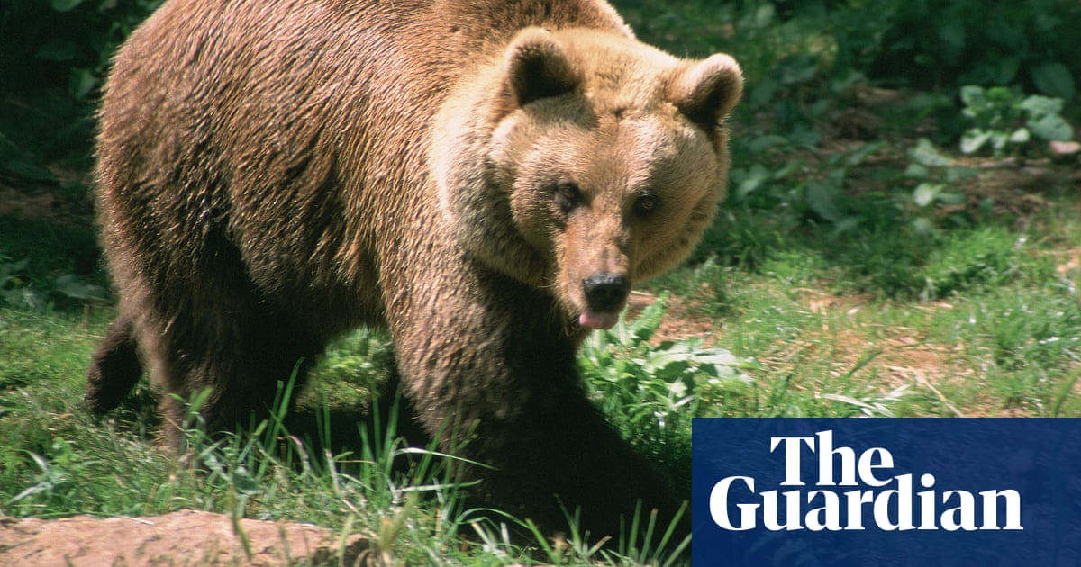81-year-old French hunter avoids jail after killing endangered female bear in the Pyrenees | France