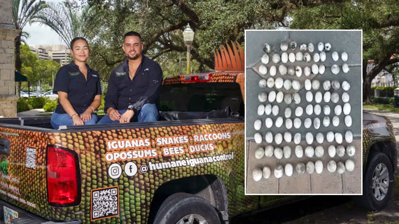 98 iguana eggs recorded in Miami yard highlight issues with invasive species
