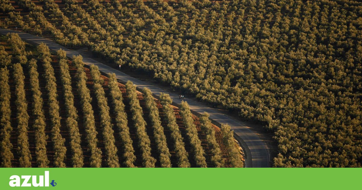 A Comissão propõe reduzir a redução de (e ainda mais) regras ecológicas nos subsídios do PAC | Agricultura