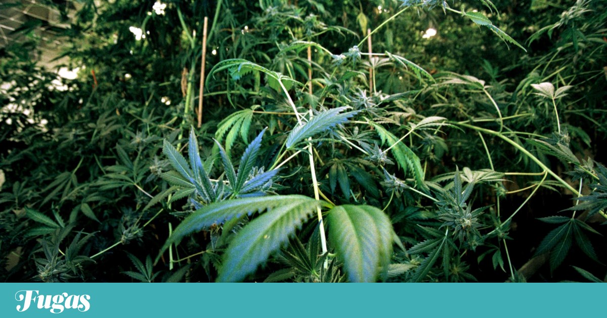 A Irmandade de Cannabis nasceu nos Açores | Saúde