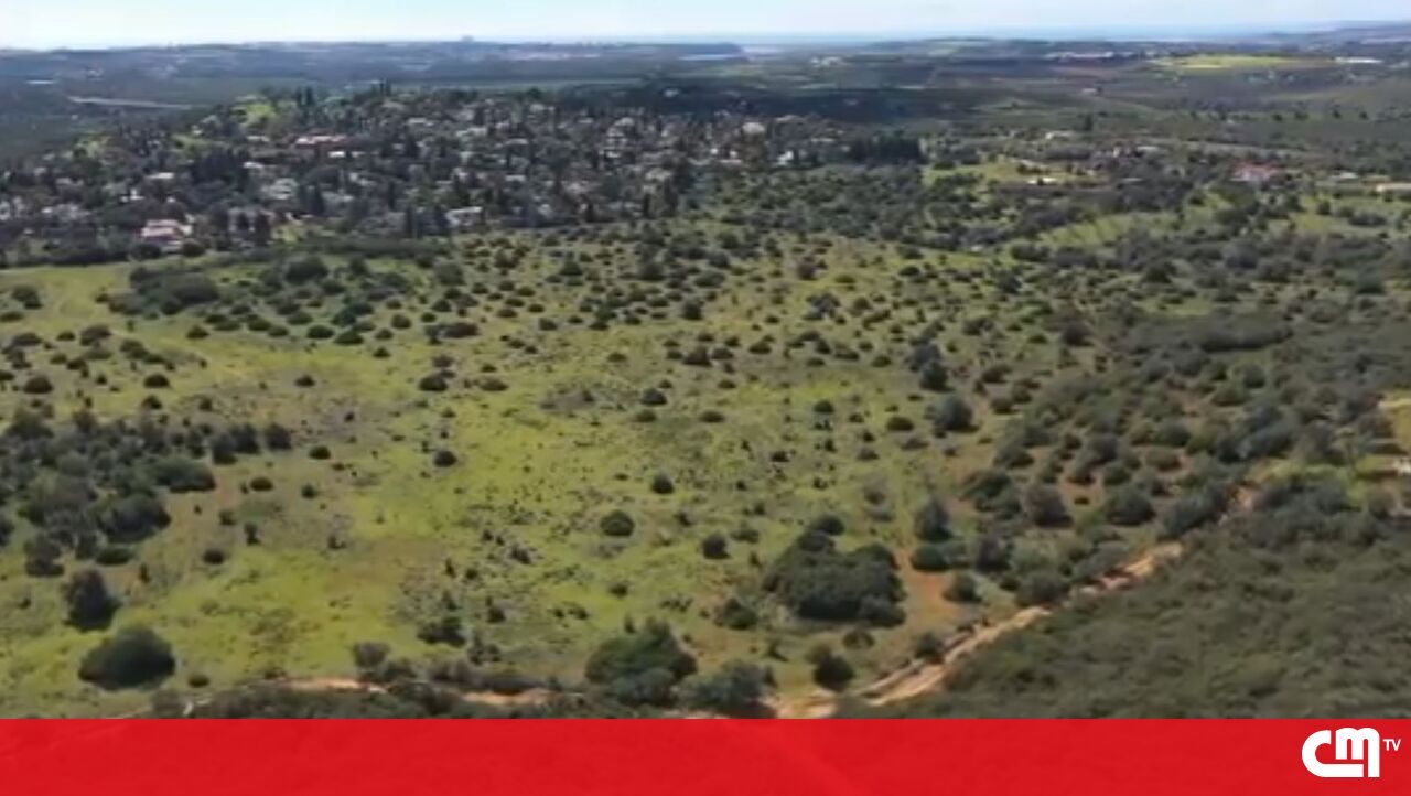 A área vendida por preços mais baixos durante férias judiciais é de 3 milhões de euros – vídeo