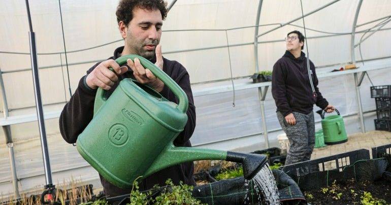 A força de trabalho que inclui aromáticos e ervas no mercado de trabalho inclui pessoas com deficiência (da venda)