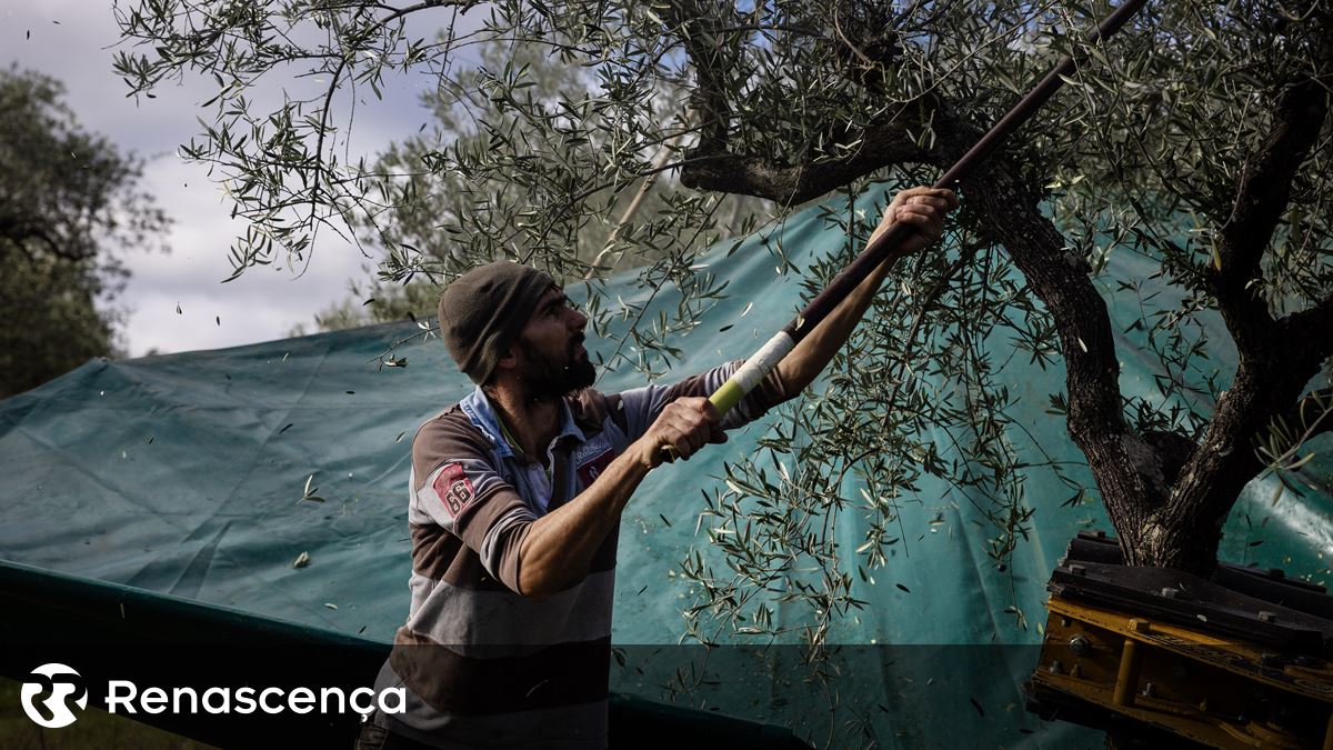 “A maior encruzilhada da agricultura é na verdade a corrida na Europa”