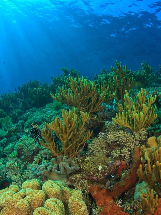 A mudança climática é a terceira maior ameaça para a vida selvagem: uma em cada quatro espécies está em risco