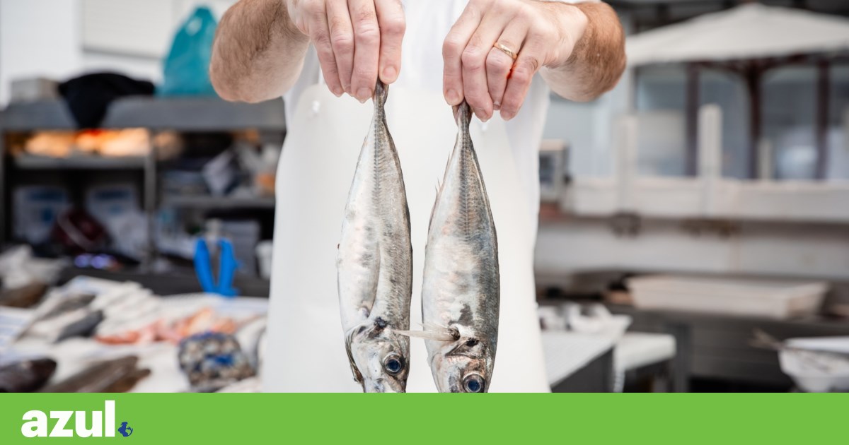 A partir deste sábado, Portugal consumirá todos os peixes produzidos em um ano | Sustentabilidade
