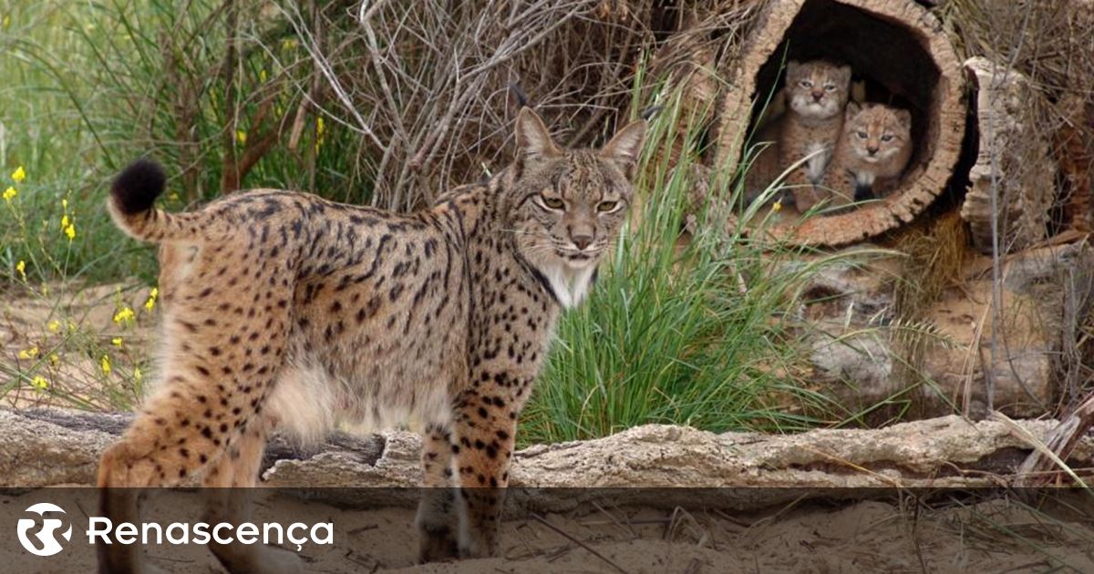 A população de lince ibérica cresceu 19% em um ano, com mais de 2.400 animais