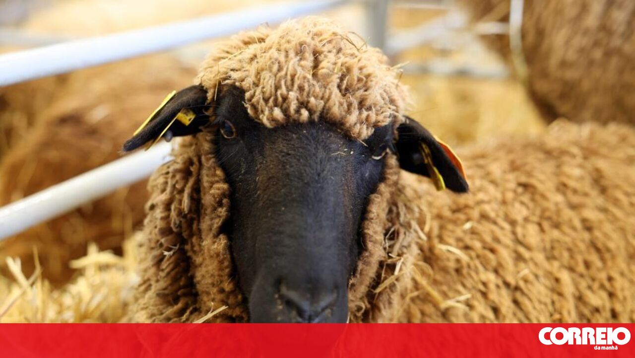 A temperatura crescente renasce a língua azul em Alentejo – Sociedade