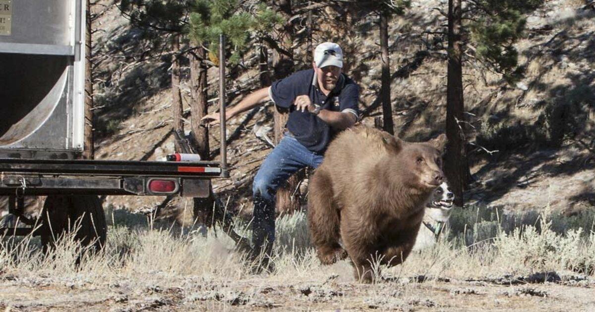 A woman’s grisly death inflames debate over how California manages black bears