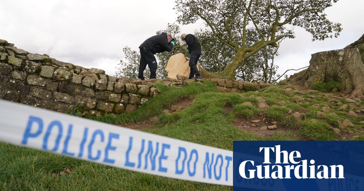 Accused of cutting down trees without sycamore trees claiming he is being “sewn” | UK News