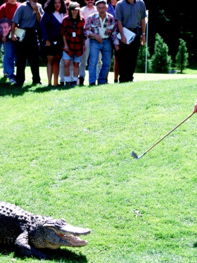 Adam Sandler pays homage to the 'Happy Gilmore' crocodile