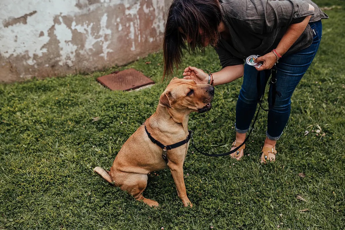 Afinal, o que é uma lagarta de pinheiro e o que cuidar com seu cachorro?