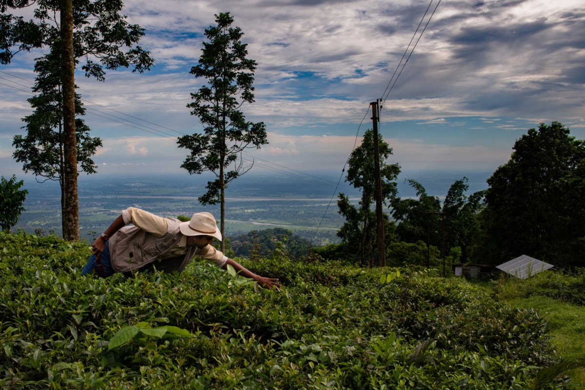 Alt Carbon scores $12 million seeds to scale India's carbon removal