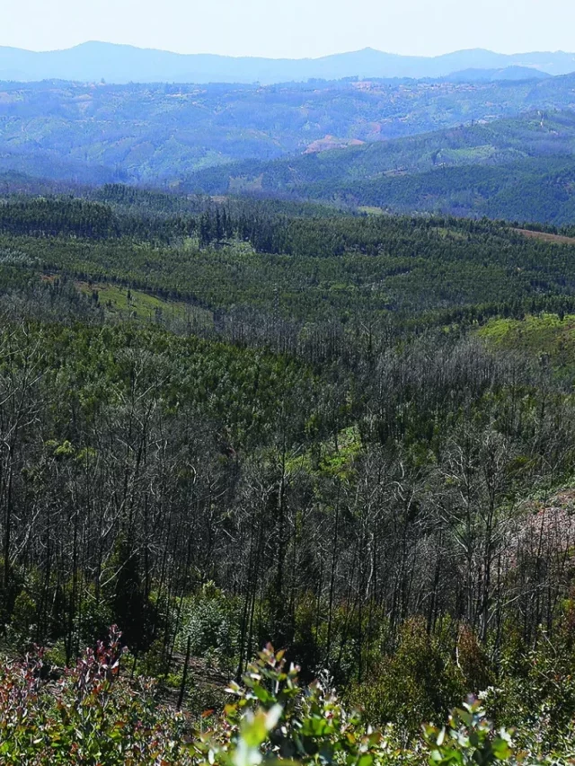 Apflor comemora o 25º aniversário, debatendo florestas e economias rurais