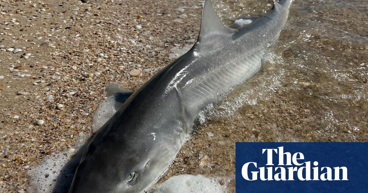 Are sharks found and bound closely with South Australia's toxic algae blooms? |Shark