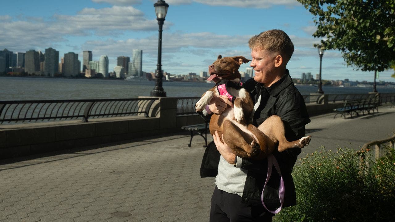 Artificial intelligence helps lost dogs reunite with their owners