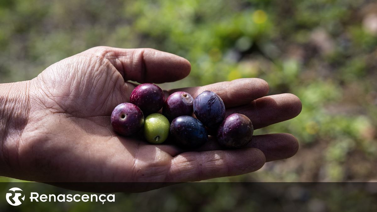Até 2024, Portugal deve exportar mais de 1 bilhão de euros de azeite de oliva