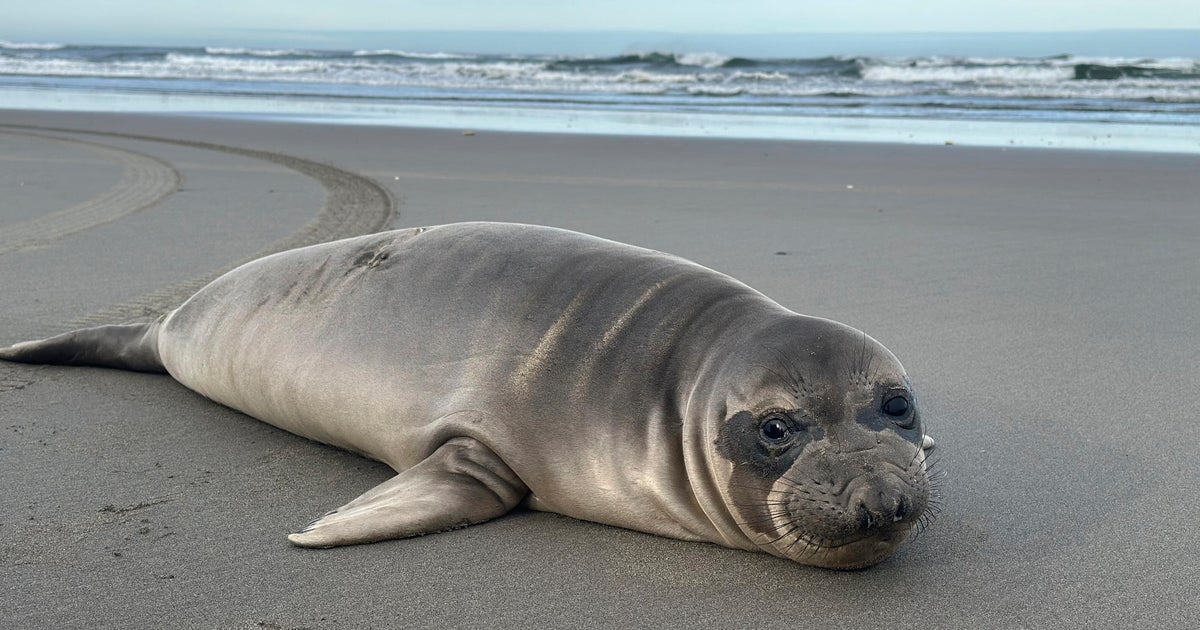 Baby seals were found stabbing on Oregon Beach. Search for suspects