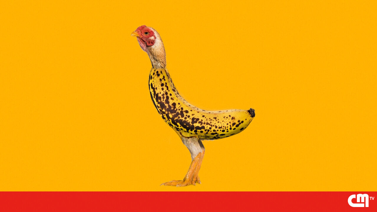 Banana e frango? “Banana de frango” é a nova obsessão de Tiktok – vídeo