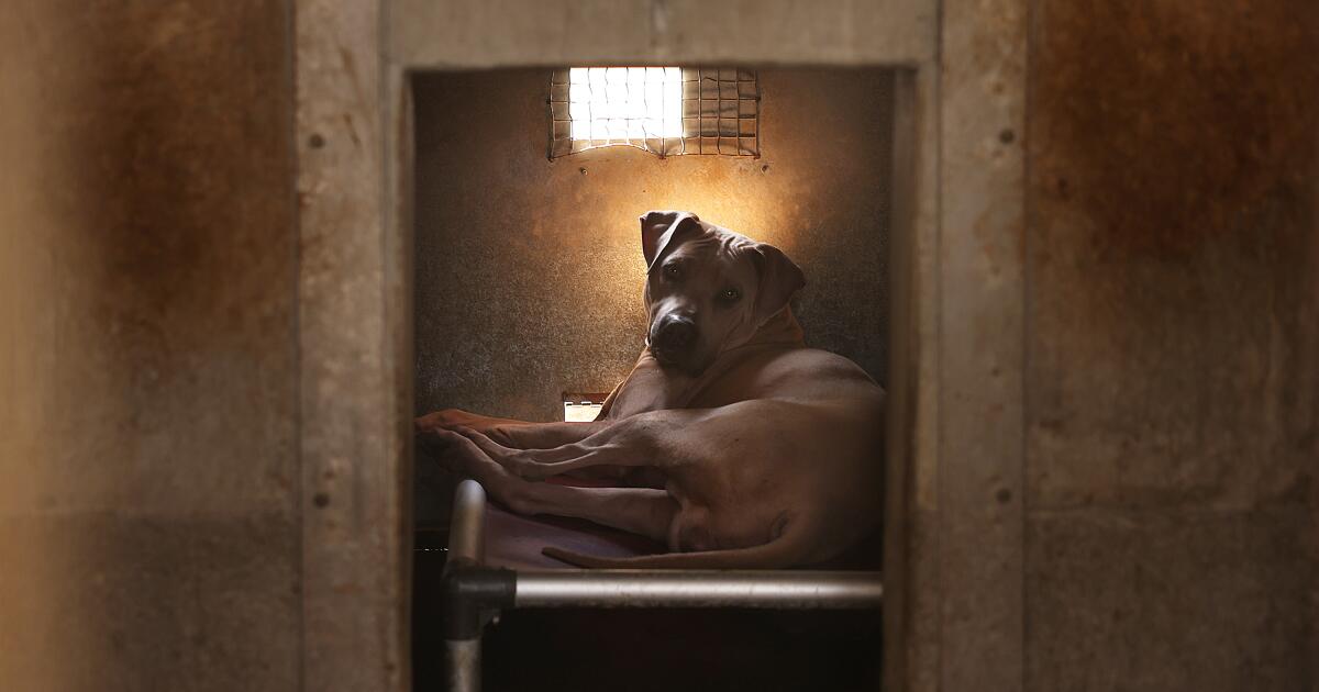 Bass said the Los Angeles animal shelter will not be closed under the proposed budget.