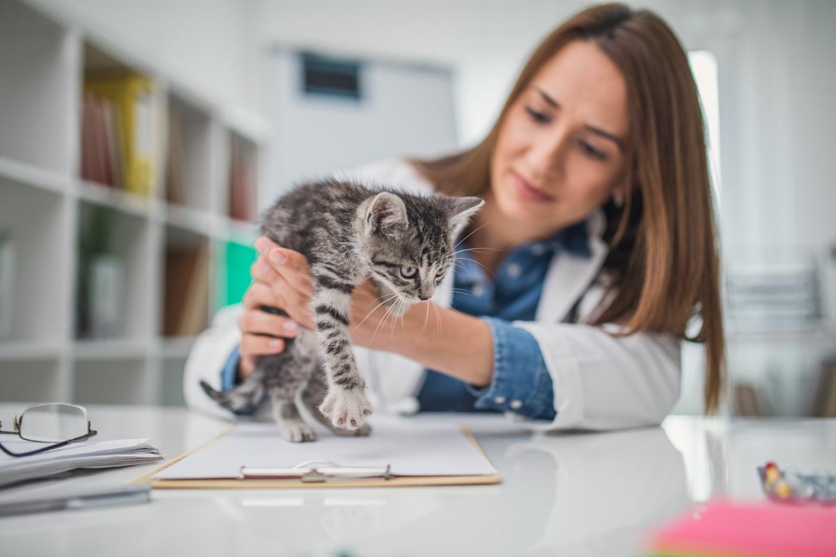 Best Pet Insurance Reviews for Pets 2025