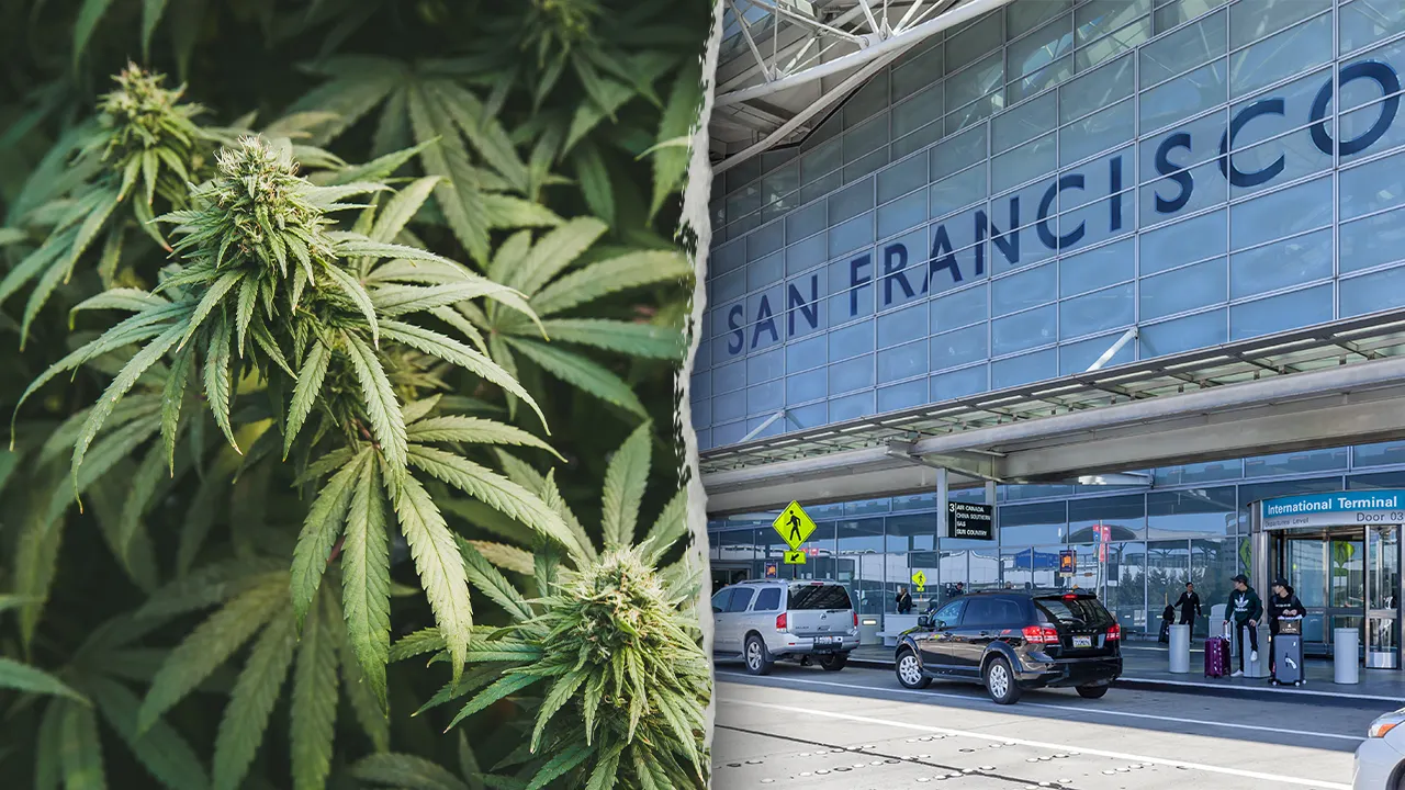 Bust at San Francisco Airport reveals 151 pounds of marijuana in women's luggage