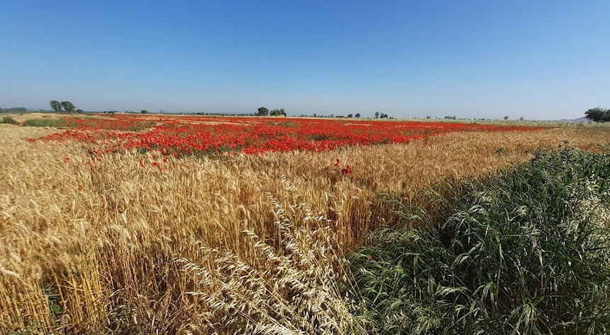 Cap pergunta a Bruxelas sobre orçamentos autônomos e fortes para a política agrícola