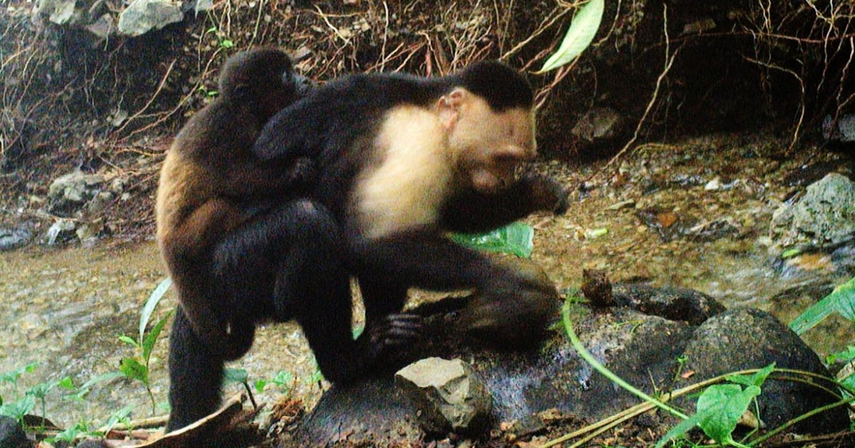 Capuchin Monkey Kidnapped