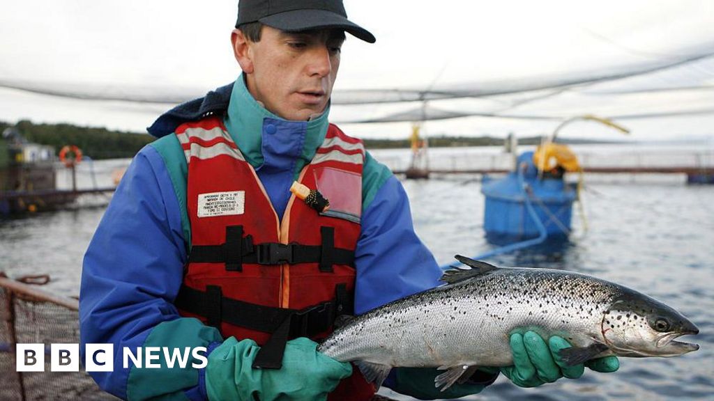 Chile's salmon farm hope for calming water