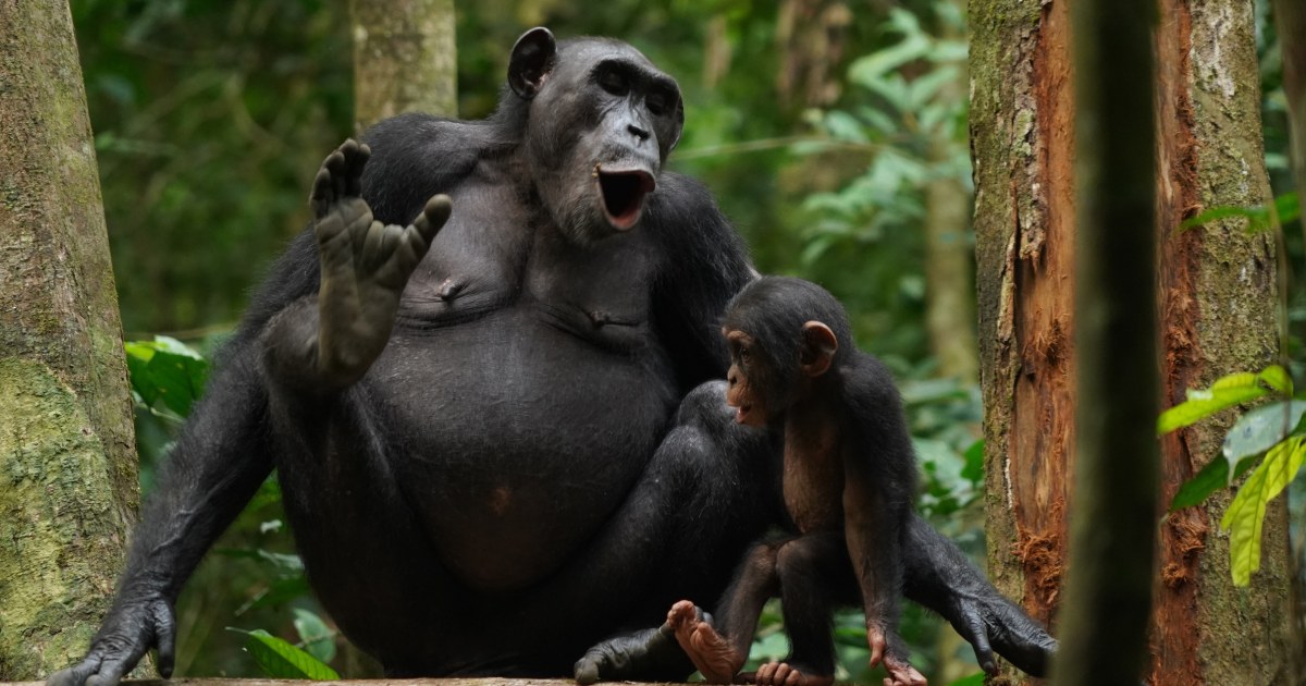 Chimpanzees talk to each other using characteristics of certain languages