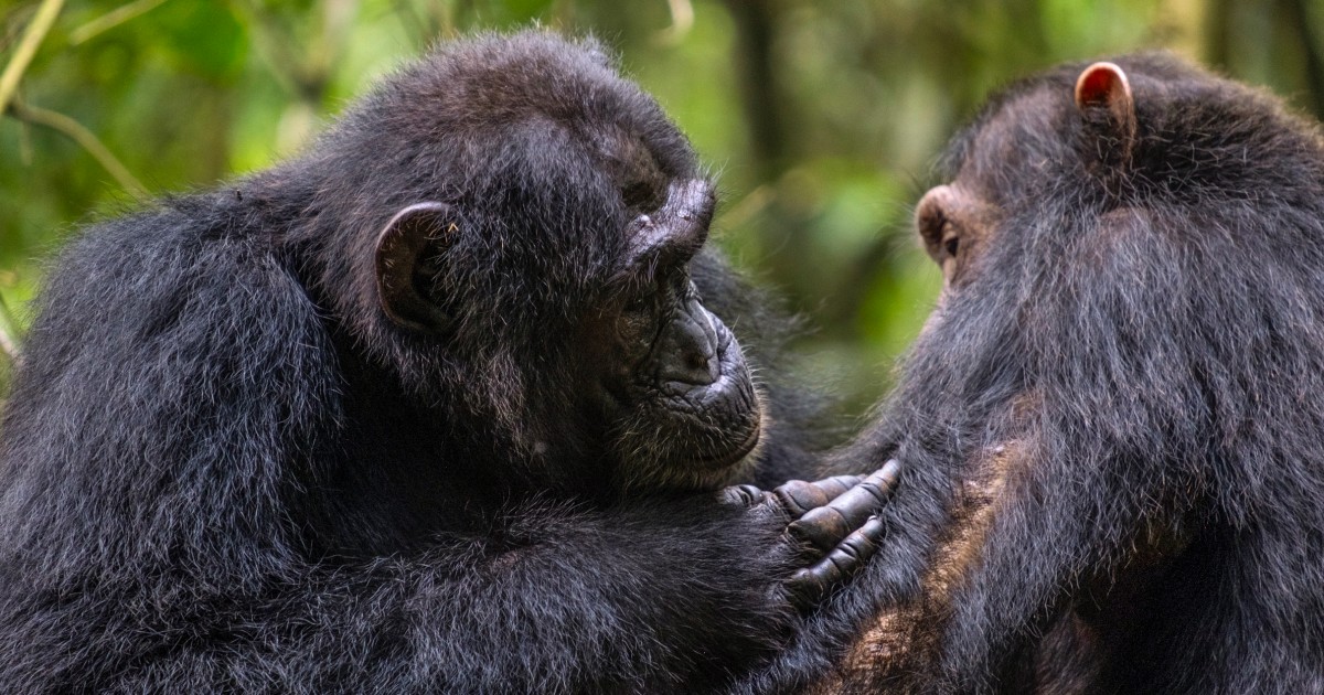 Chimpanzees use medicinal plants to treat wounds