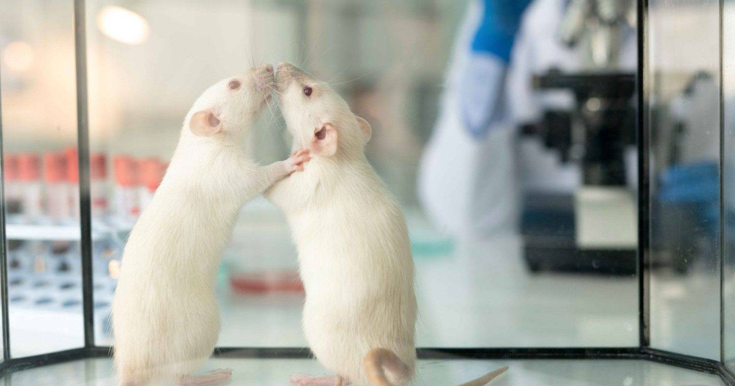 “Como camundongos de laboratório, em ensaios clínicos, os homens têm mais homens do que mulheres e, portanto, têm mais conhecimento”