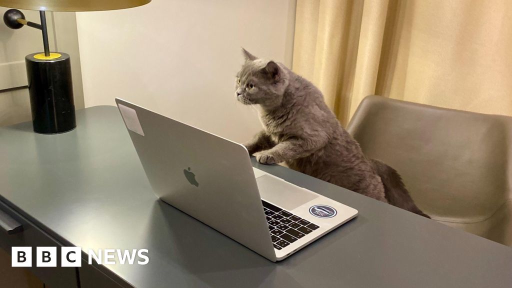 Company Posts Profitable Office Cat Work