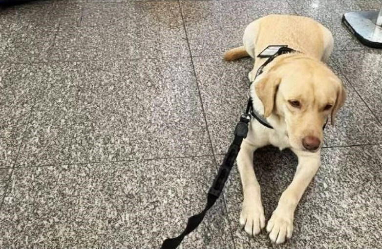 Consulado e governo brasileiro entram em uma disputa sobre cães proibidos | Animais