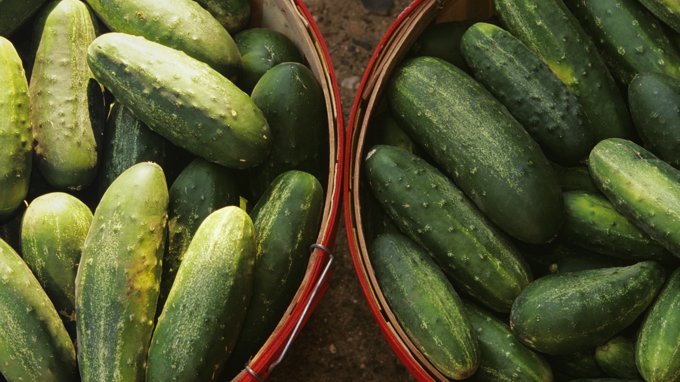 Cucumber recalls polymorphic Salmonella outbreak: NPR