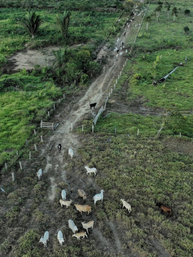 Deforestation amnesty in Brazil's country poses “one of the biggest threats” to Amazon