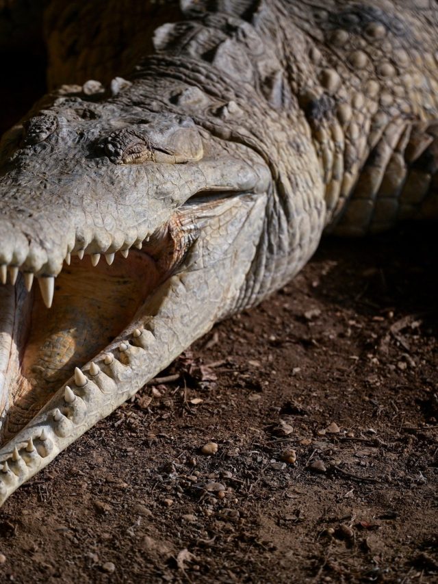 “Delayed Extinction”: Save the last game of Orinoco Croco | in picture news