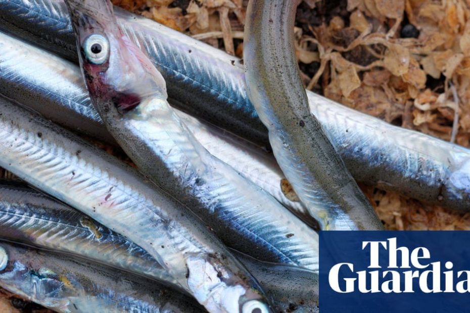 Despite EU legal challenges, UK sand eel fishing ban remains | Fish