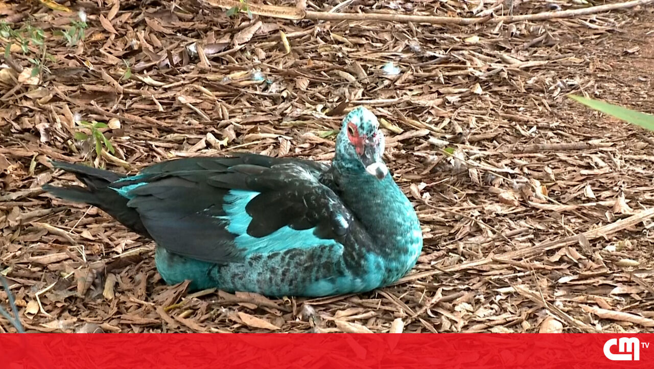 Dyes de derrame químico patos e gansos azuis em um lago no Brasil – vídeo
