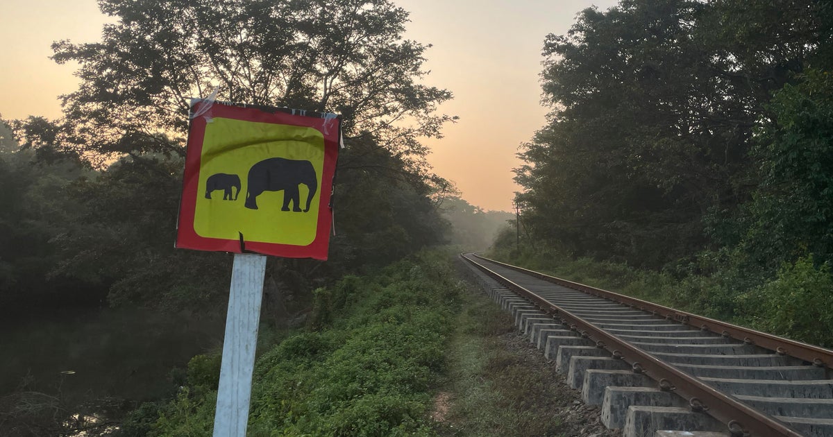 Elephants killed by train in Sri Lanka despite safety measures taken after the recent fatal crash
