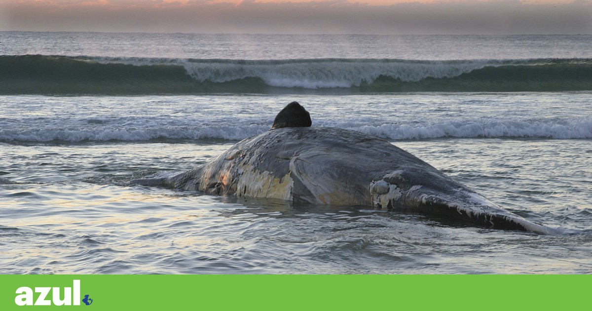Eles dão metade dos cetáceos na costa ibérica para ter uma “grande liderança” no sistema digestivo | Biodiversidade