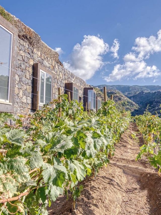 Entre as vinhas e o SoCals, esta acomodação recebe um novo espaço romântico e espera ser um passeio de vinhos de referência para a Madeira Island