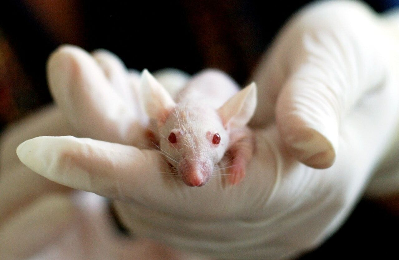Espera-se que os coquetéis testados em ratos antienvelhecimento aumentem a vida útil em 30%