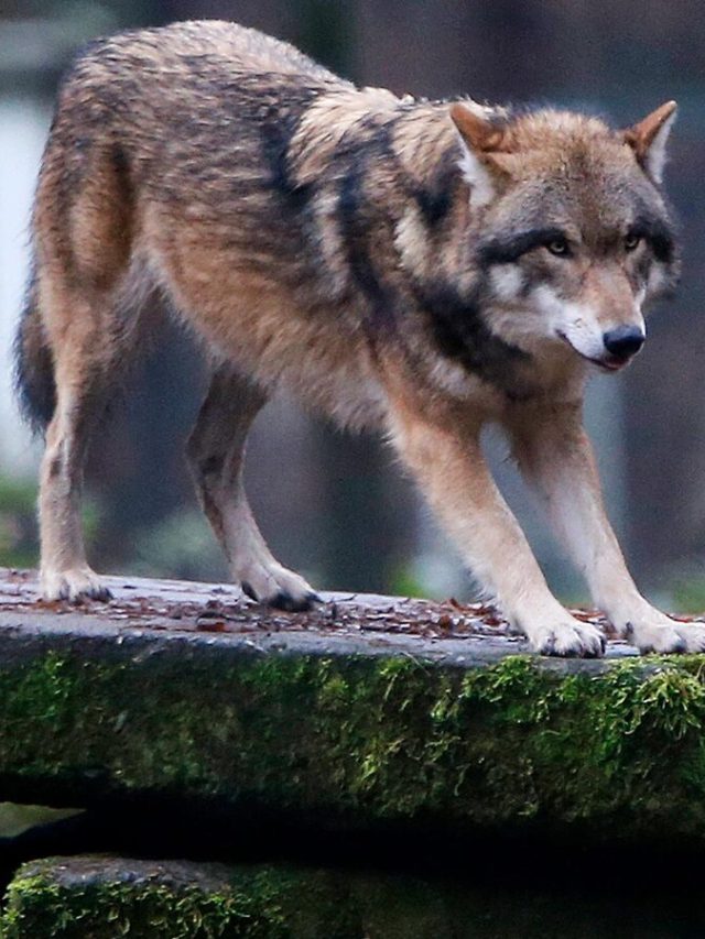 European Parliament votes to reduce protection of wolves