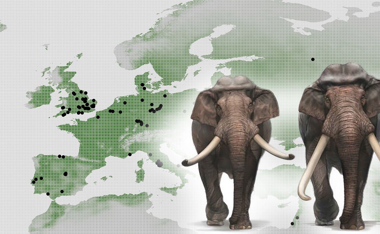 Existem elefantes de 700.000 anos na Europa. Ainda possível