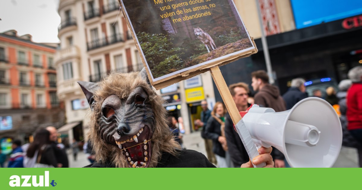 Existem menos lobos protegidos na Europa. ONGs em Portugal e Espanha se opõem às decisões na Europa