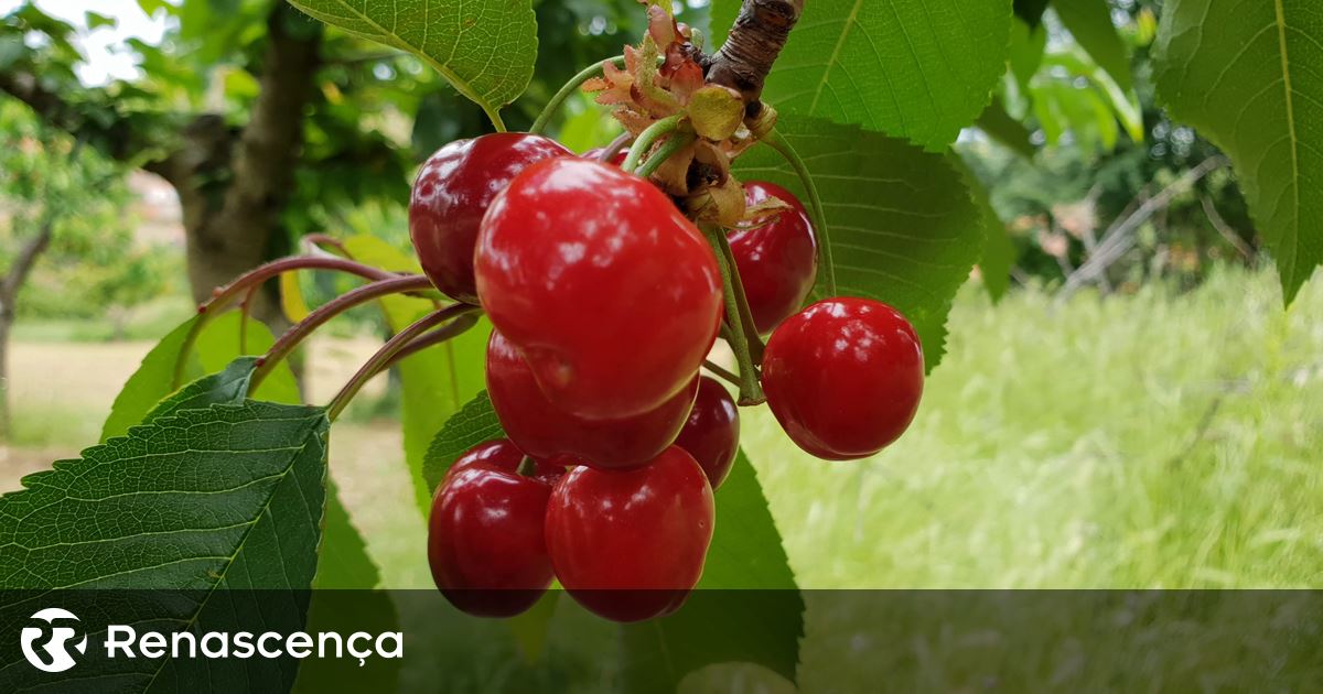 Financiar caixa de cereja e 33 frutos, leiloados por € 610