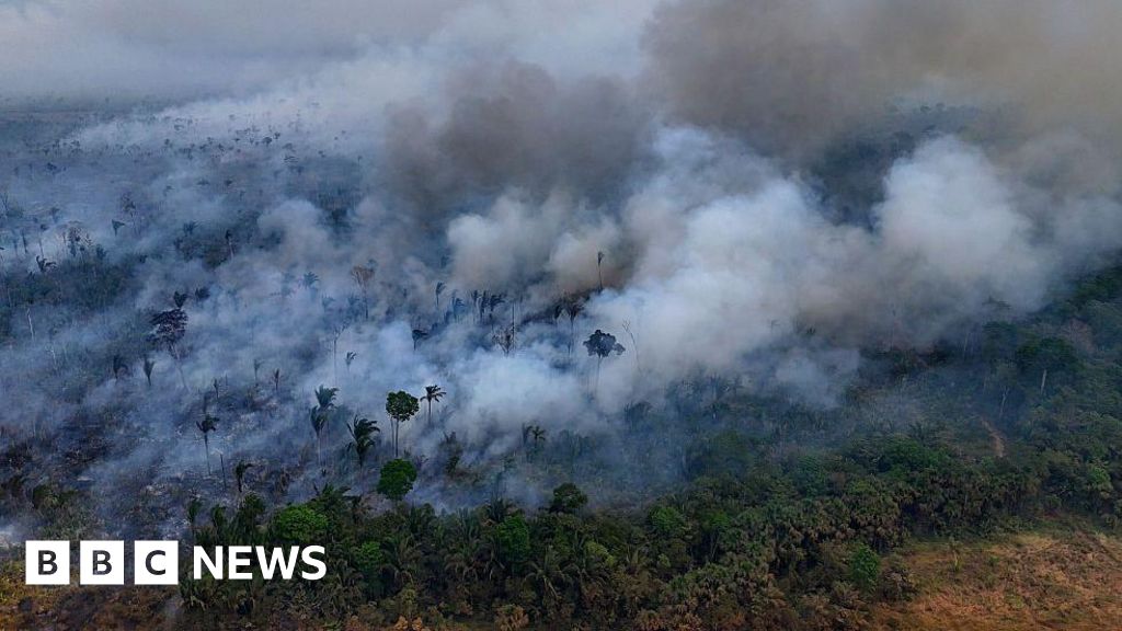 Fires lead to record loss of tropical forests amid climate threat