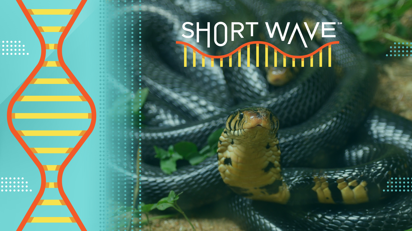 For many years, the snake bit him. His blood may help create new antivenom: Shortwave: NPR