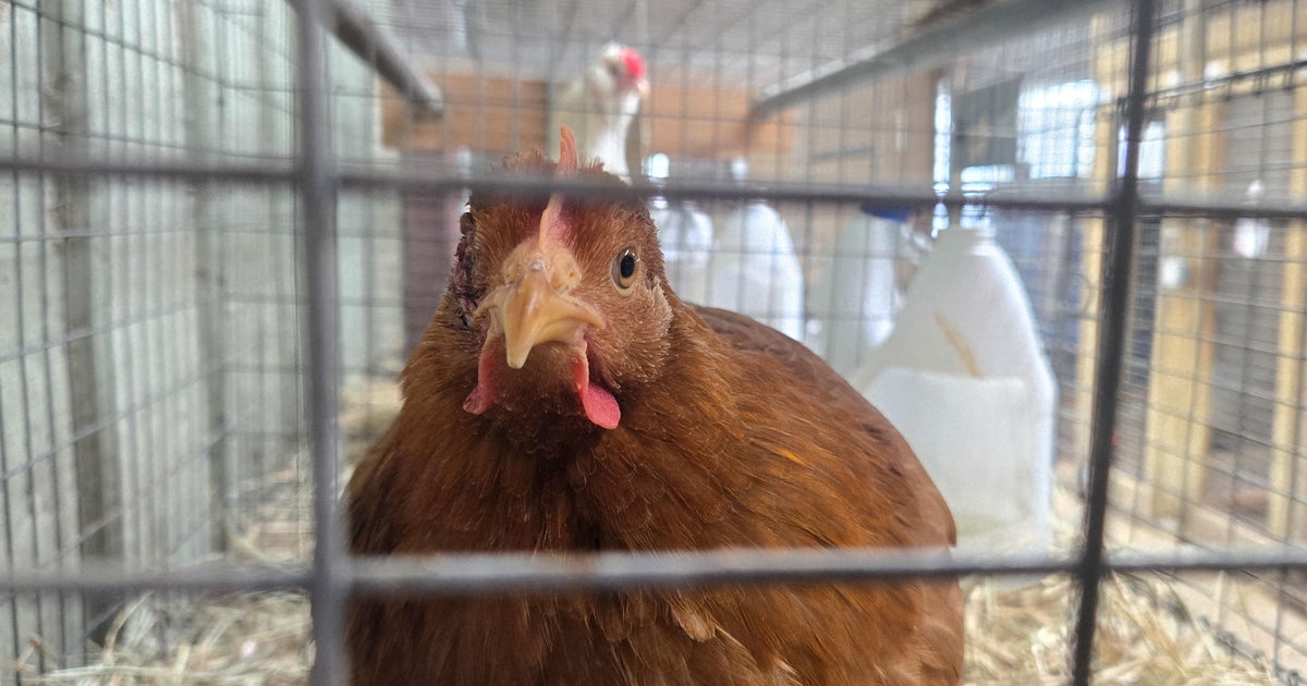 For three months, we have not officially seen bird flu among humans: “We just don’t know why”